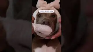 These Dog Dental Wipes are Absolutely GENIUS!
