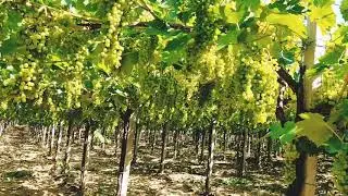 Trebbiano Toscano Doc Biologico