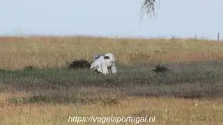 Grote Trap Balts Alentejo regio in Portugal Vogelvakantie en Vogelfotografie