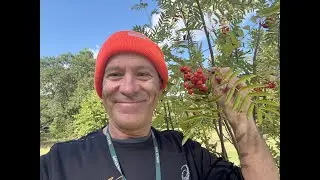 Rowan or Mountain Ash - a wonderful British native tree to look out for over Autumn.