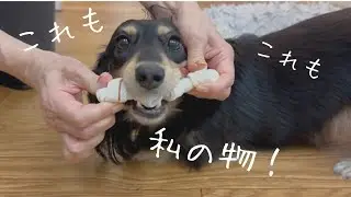 欲張りすぎて人間を困らせるミニチュアダックス