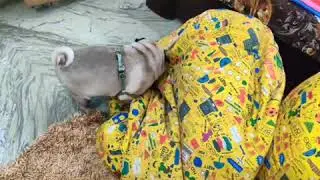 Pug in tug of war! My bean bag.. No mine!!