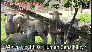 Daily Sheep Farming Vlog: What Is Best For Sheep?