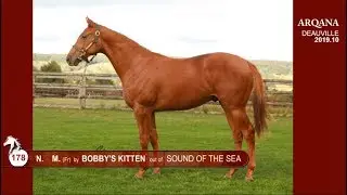 Arqana 2019.10 - N&deg; 178, M. / Bobby's Kitten pr&eacute;sent&eacute; par le Haras de Grandcamp