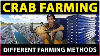 Crab Farming | RAS Vertical Farming, Mud Crab Farming, Pond Culture, Cage Culture, Raceway Culture