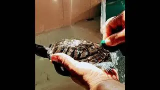 shower time 🐢🚿 #fyp #redearedslider #redslider #turtle