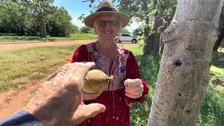 Trying a Boab Nut, Derby, Kimberley, Western Australia, Australia