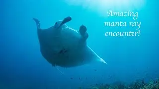 Diving with manta rays at Holbourne Island: the full experience
