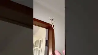 Sugar glider training fly，I was afraid she would fall to the ground
