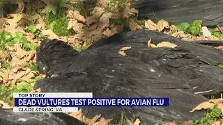 Dead vultures in Glade Spring test positive for avian flu