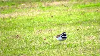 Killdeer Employ Broken Wing Act to Lead Predators Away