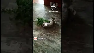 Cat | Herbs safe for cats