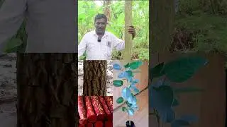 The experience of a farmer who was quoted a price of 6 crores for 100 Red Sandal wood 1
