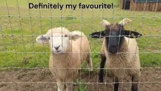 Slow Summer in the UK! Visit to family in Norfolk UK including nature reserves and wildlife parks