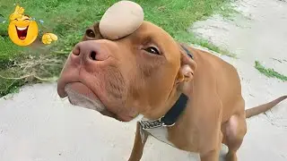Funniest Cats and Dogs video Compilation 2026 😼🐶 Try Not To Laugh 😜