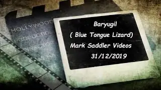 Aboriginal Wiradjuri Blue Tongue Lizard
