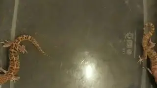 Banded gecko squeaks