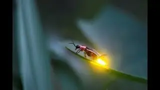 Top 10 Spectacular Glowing Animals - Best News Animals