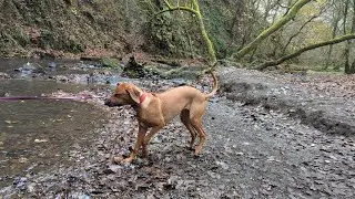 Scent games for Ridgeback Sassy, day 3