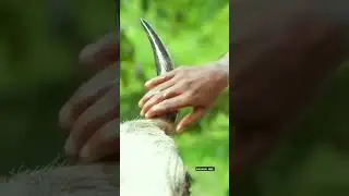 அலங்காநல்லூர் ஜல்லிக்கட்டு 2025#jallikattu #trending #shorts