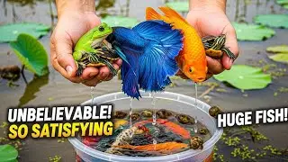 &ldquo;Unbelievable Animal Catching POV | Colorful Fish, Frogs, Turtles & Crabs&rdquo;