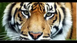 Campaign to Save Tiger that attacked Zoo Keeper In Hamilton New Zealand