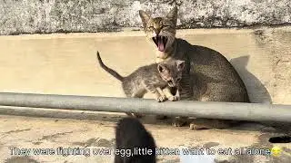Slow mornings 🌤️| Mama cat and kittens living their slow gentle life 🤍 #cat #catlovers #catlife 