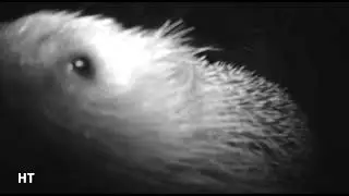 The hedgehog showing off his needles #hedgehog #wildlife #animals