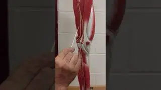 Sacral Plexus