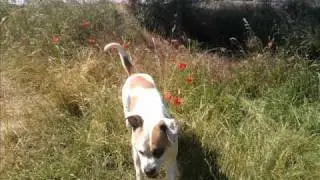2hunde.
