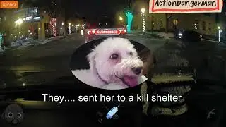 Uber Dog! Driver adopts a doggo!