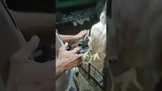 Infectious Bronchitis and Avian Influenza viral Injection#viral video #chicken