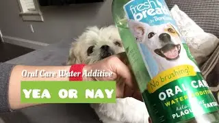 [shih tzu] Bad Breath? Furry Duo Test out the Oral Care Water Additive by TropiClean