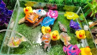 Waaww  !!!! 11 Menit Mancing ikan mainan warna warni #trending #ikan #mancingikan 