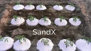 KAUST Research: Super hydrophobic sand - growing more with less