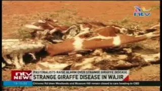 Pastoralists raise alarm over strange giraffe disease