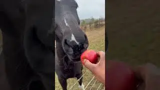 #hardwork #horse #apple #mississippi #agriculture #usa #country