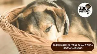 DORMIR COM SEU PET NA CAMA: O QUE A PSICOLOGIA REVELA