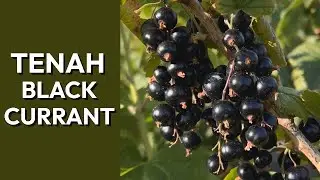 Tasting and Harvesting Tenah Black Currant: Flavor, Ripeness, and Growing Tips