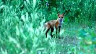 Howling fox