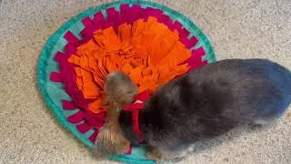 Vivifying Snuffle Mat for Dogs, Interactive Sniff Mat for Slow Eating and Keep Busy Review