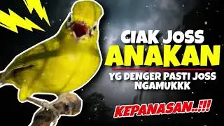 Ciak Joss Kecial Kuning ANAKAN‼️Ampuh Bikin Yg Denger Langsung NYAUT KEPANASAN