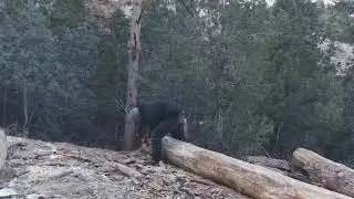 Day 67 - BARK! - Colorado Log Cabin Build
