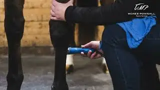 Class 4 Laser Therapy for Racehorses