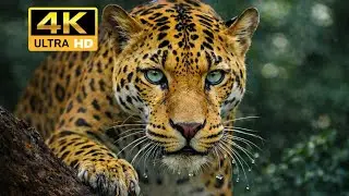 🐅🔥 From Tiny Ants to Mighty Beasts | Earth&rsquo;s Creatures in 4K UHD 🌍✨