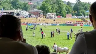 Royal Welsh Show Main Ring Live English Commentary - Wednesday | Y Prif Gylch yn fyw - Dydd Mercher