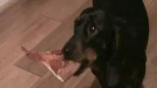 Daschund Gets Pizza!