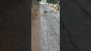 Indin dog cute baby #doglove #funny #comedy #viral #trending #sorts