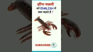 झींगा मछली को इंग्लिश में क्या कहते हैं? jhinga machhali ki English kya hai/ jhinga machhali English