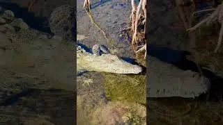 After a while crocodile! Cozumel Island, Mexico, January 1, 2026.